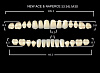 Зубы акриловые New Ace&Naperce, цвет C4 (S3/M30) (28 зуб.)